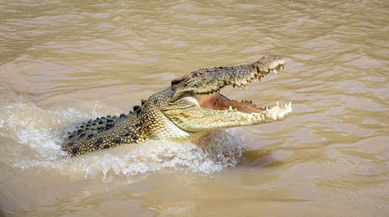 Darwin: Adelaide River Cruises, Jumping Crocodile Experience - A Detailed Look at the Experience