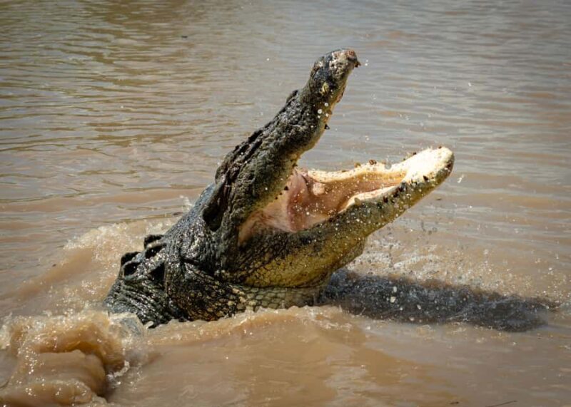 Darwin: Adelaide River Cruises, Jumping Crocodile Experience - Authentic Reviews and What They Say