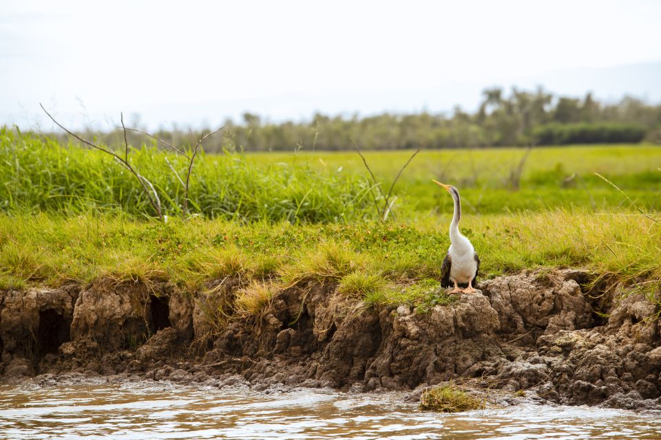 Darwin: Adelaide River Half-Day Jumping Crocs Cruise - Recap