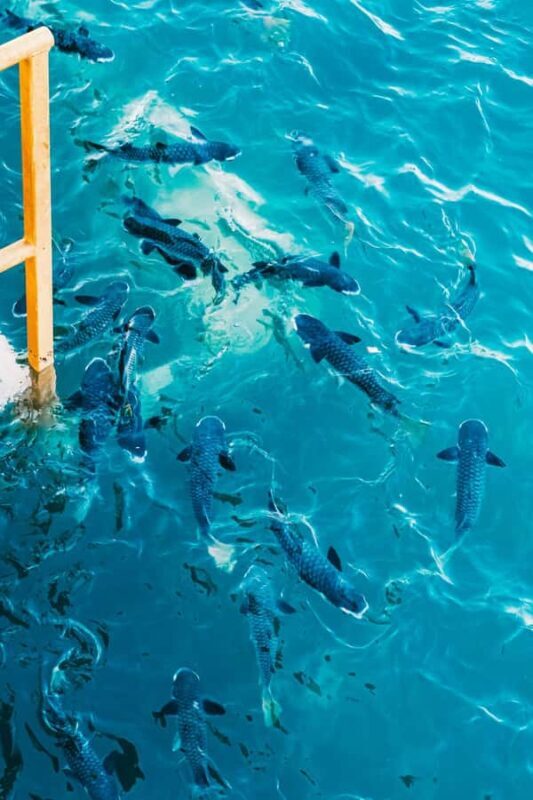 Darwin: Aquascene Fish Feeding Experience - What to Expect at the Aquascene Fish Feeding Experience