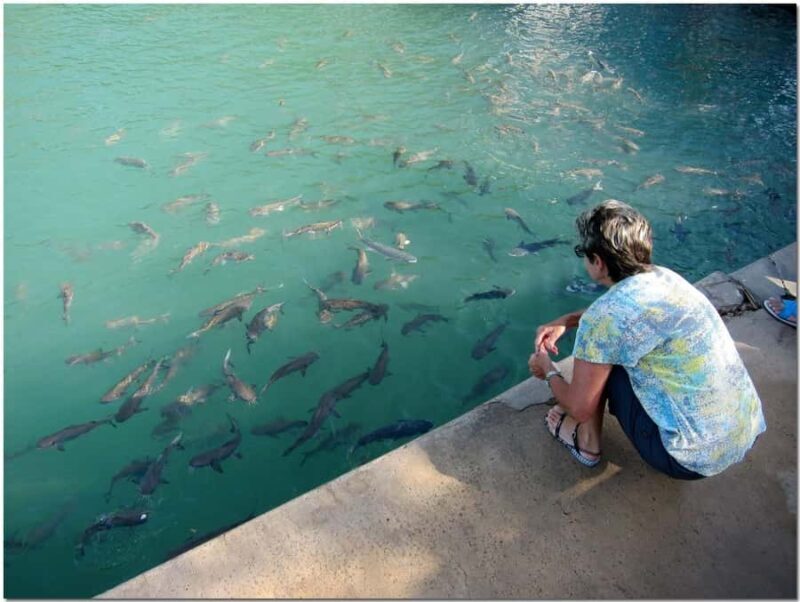 Darwin: Aquascene Fish Feeding Experience - Pricing and Value