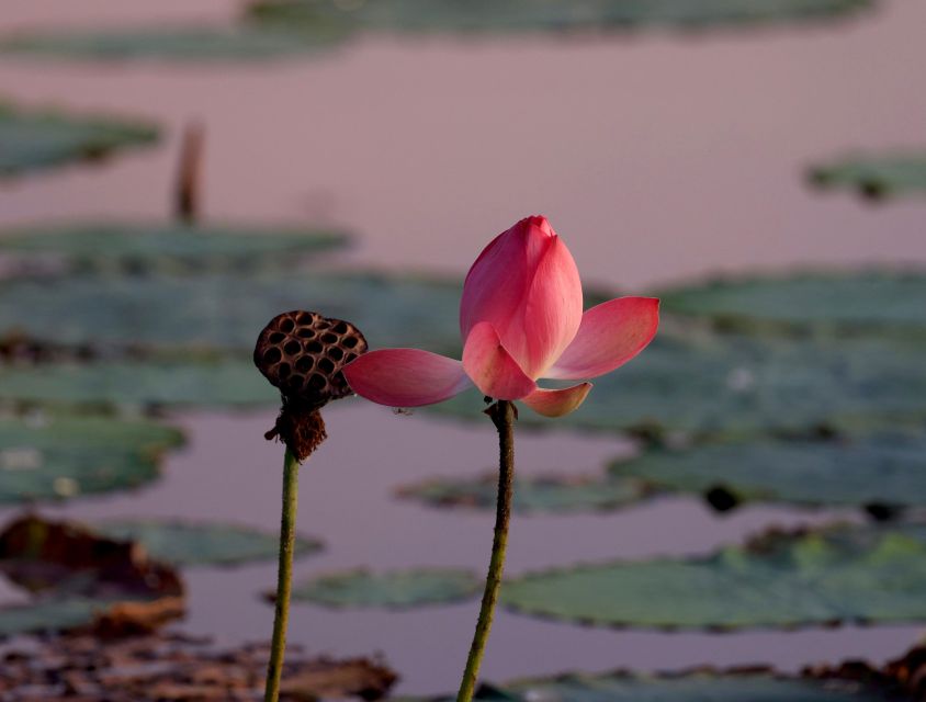 Darwin: Fogg Dam Wetlands Sunset & Humpty Doo Hotel Tour - Reviews