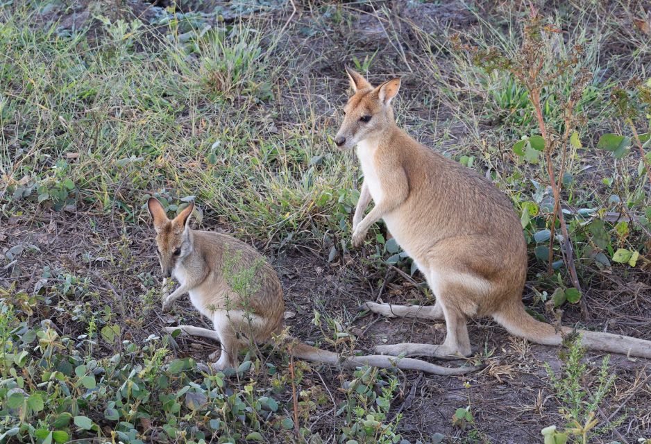 Darwin: Fogg Dam Wetlands Sunset & Humpty Doo Hotel Tour - Recap