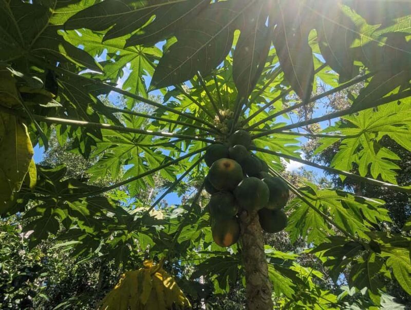 Darwin: Forage for an Outback Gourmet Feast & Sightseeing - A Deep Dive into the Tour Experience