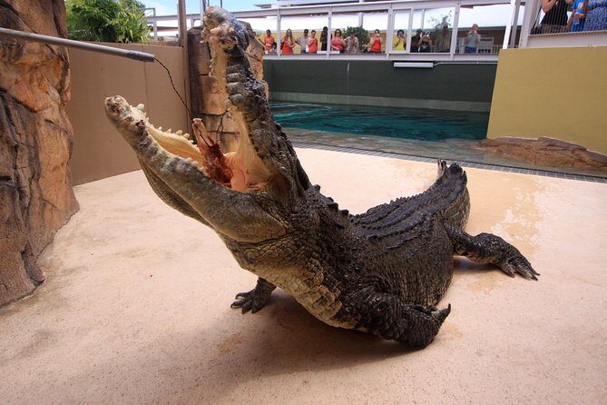 Darwin Hop-on Hop-off Bus Tour - An In-Depth Look at the Tour Experience