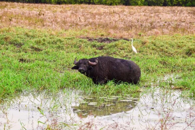 Darwin: Jumping Crocodile Adventure Cruise with Lunch - Key Points