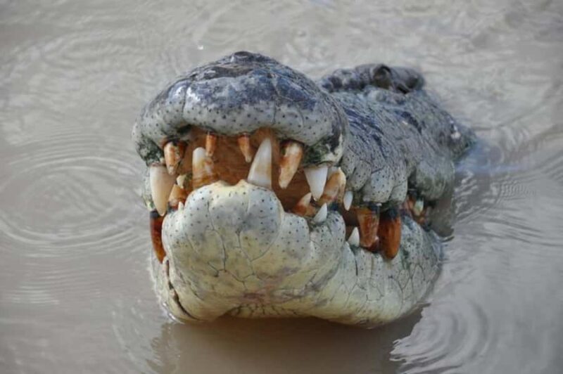 Darwin: Jumping Crocodile Adventure Cruise with Lunch - An In-Depth Look at the Tour Experience