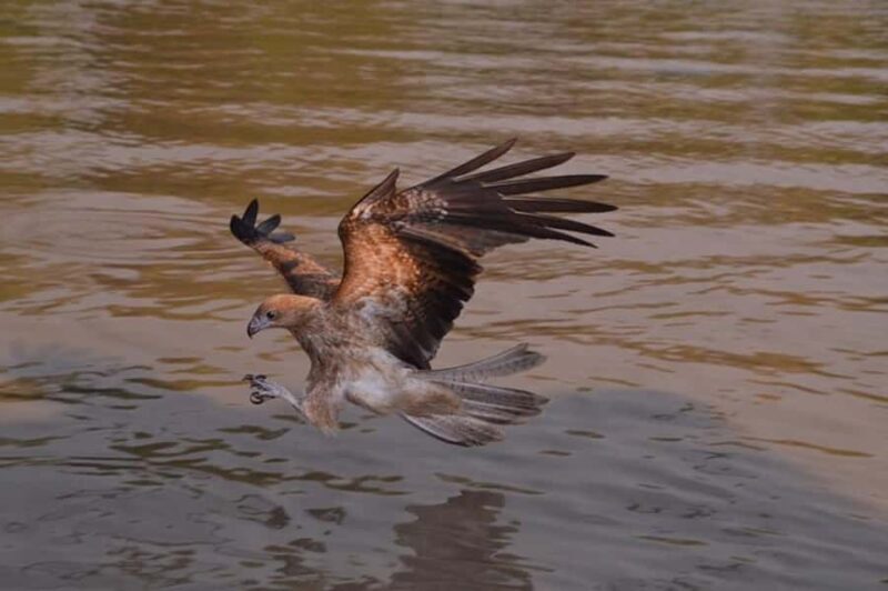 Darwin: Jumping Crocodile Adventure Cruise with Lunch - FAQs