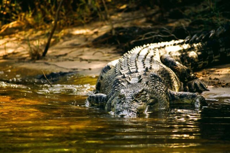 Darwin: Jumping Crocodile River Cruise with Shuttle Bus - A Deep Dive into the Experience