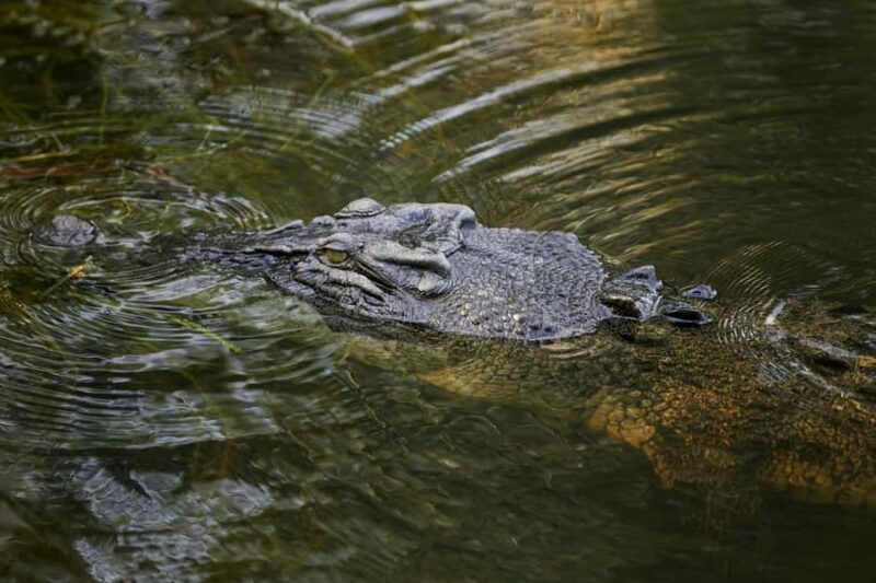 Darwin: Jumping Crocodile River Cruise with Shuttle Bus - Who Will Love This Tour?