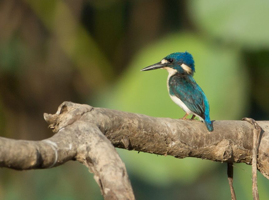 Darwin: Mary River Wetlands Wildlife Cruise With Lunch - Tour Highlights