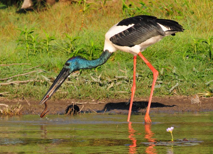 Darwin: Mary River Wetlands Wildlife Cruise With Lunch - Inclusions