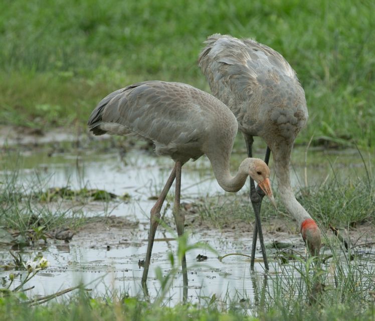Darwin: Mary River Wetlands Wildlife Cruise With Lunch - Important Information