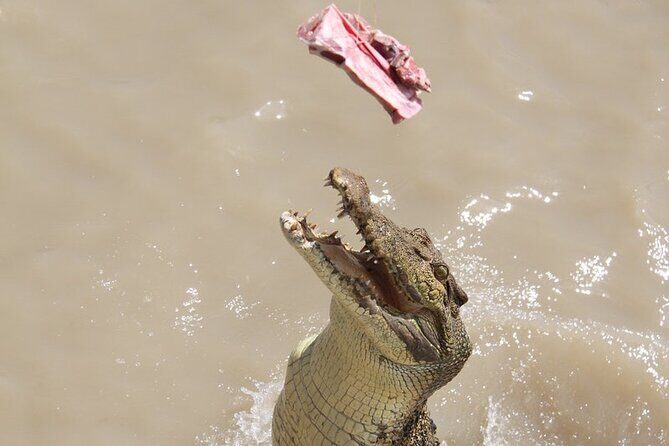 Darwin: Pathfinder Original Jumping Crocodile Cruise - Who is This Tour Best For?