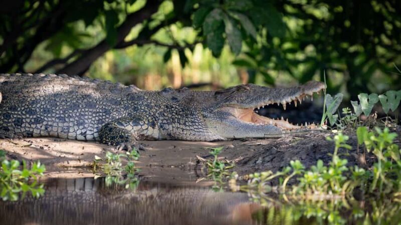 Darwin: Sunset Kakadu National Park with Yellow Water Cruise - An In-Depth Look at the Tour