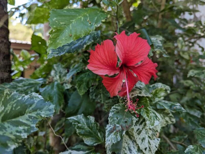 Darwin: Tropical Gardens, Outback Gourmet Meal & Sightseeing - A Closer Look at the Tour