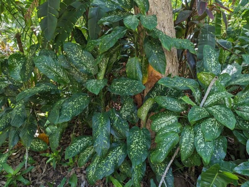 Darwin: Tropical Gardens, Outback Gourmet Meal & Sightseeing - Who Should Consider This Tour?