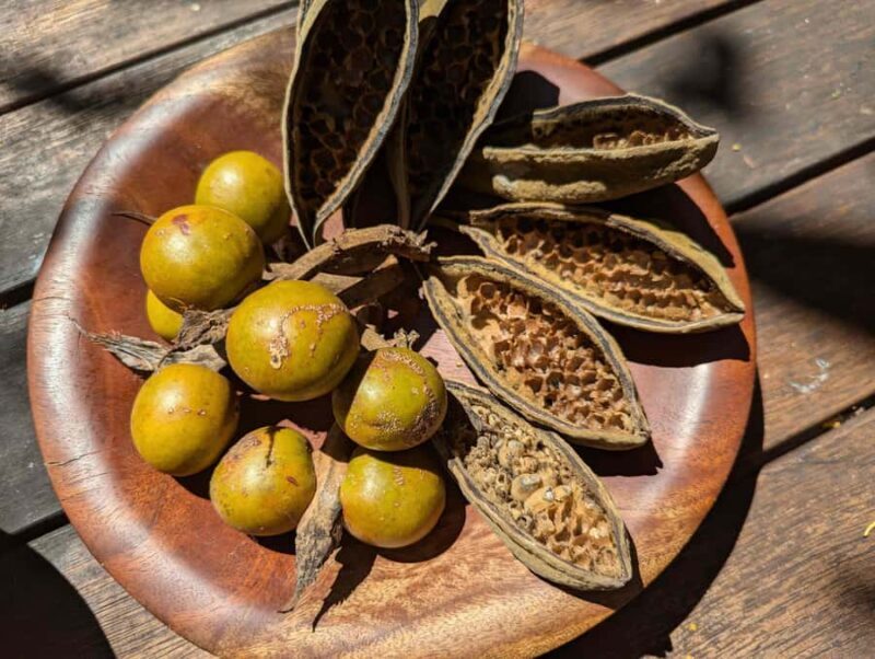 Darwin: Tropical Gardens, Outback Gourmet Meal & Sightseeing - Final Thoughts