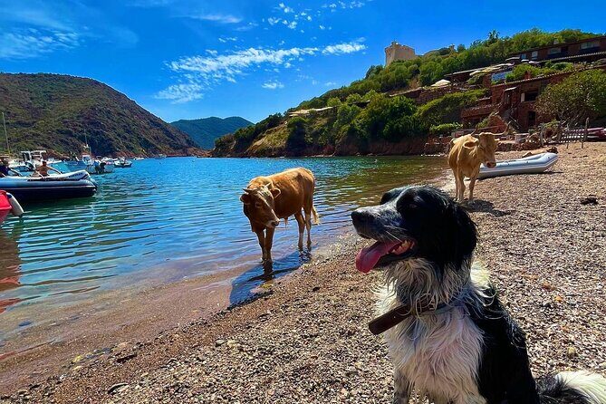 Day at Scandola and Calanques de Piana in a small group - Who Will Love This Tour?