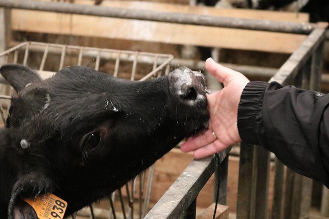 Day at the Farm - An In-Depth Look at the Day at the Farm