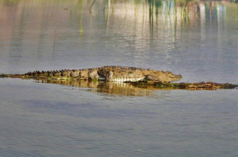 Day Excursion From Agra (Chambal Boat Safari) - Key Points