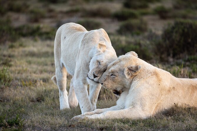 Day Safari at Pumba Private Game Reserve - Good To Know