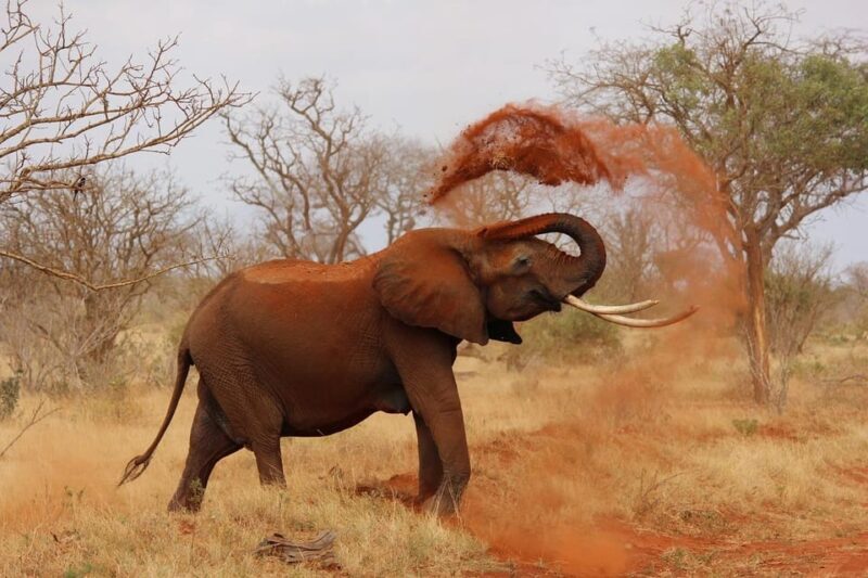 DAY TOUR: DAVID SHELDRICK ELEPHANT TRUST & GIRAFFE CENTER - Key Points