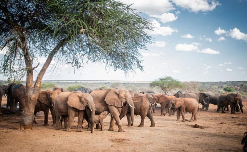 DAY TOUR: DAVID SHELDRICK ELEPHANT TRUST & GIRAFFE CENTER - Who This Tour Is Best For