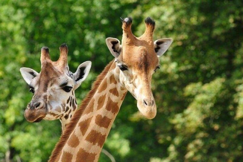 DAY TOUR: DAVID SHELDRICK ELEPHANT TRUST & GIRAFFE CENTER - FAQs