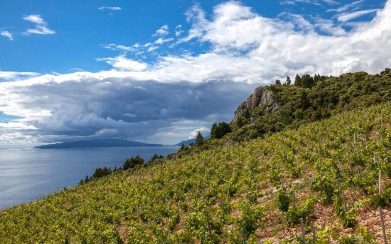 Day Tour from Dubrovnik - Korula and Peljeac Wine Tasting - Who Will Love This Tour?