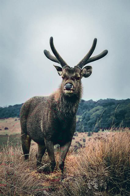 Day Tour of Horton Plains National Park With Breakfast - Good To Know