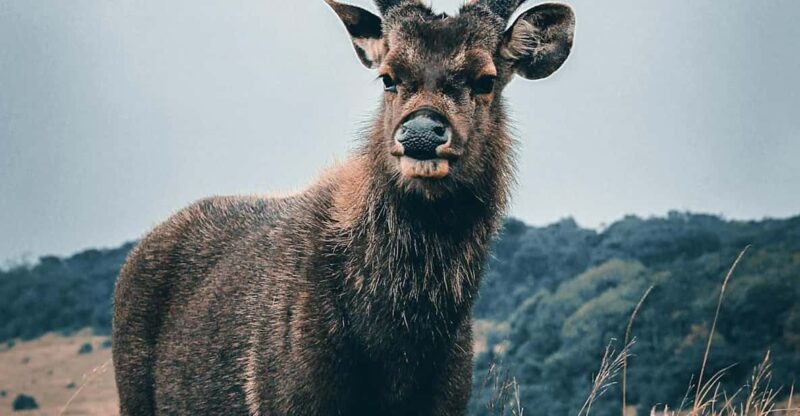 Day Tour of Horton Plains National Park With Breakfast - Itinerary Details