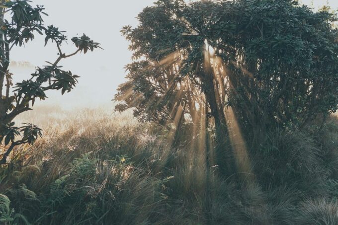 Day Tour of Horton Plains National Park With Breakfast - Visit to New Zealand Farm