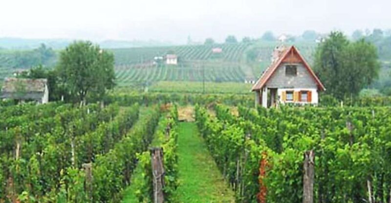 Day Tour of Pécs and with Villány with Wine Tasting - Who Should Consider This Tour?