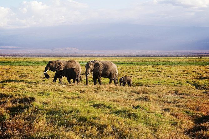 Day Tour To Amboseli National Park - Exploring Amboselis Wildlife