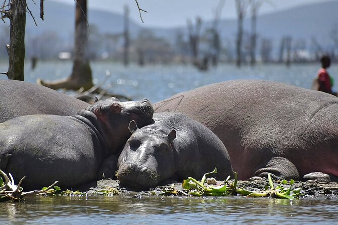 Day Tour to Hells Gate National Park and Lake Naivasha - Booking Information