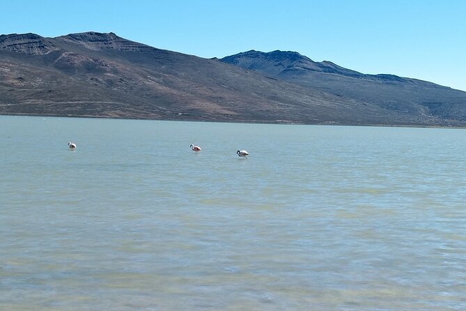 Day Tour to Laguna De Salinas - Picnic at Salinas