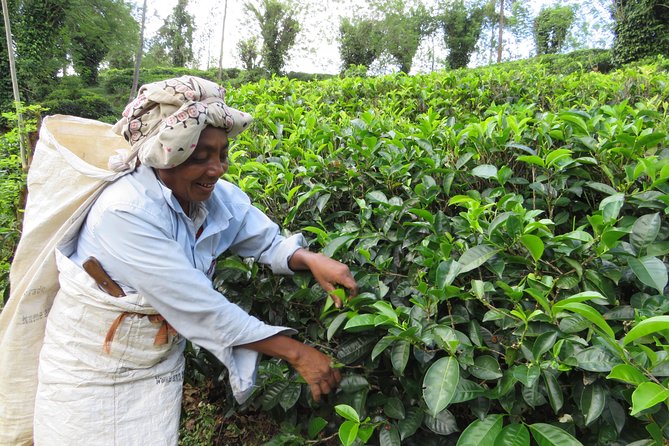 Day Tour to Nuware Eliya (Littel England) From Kandy - Key Attractions to Visit