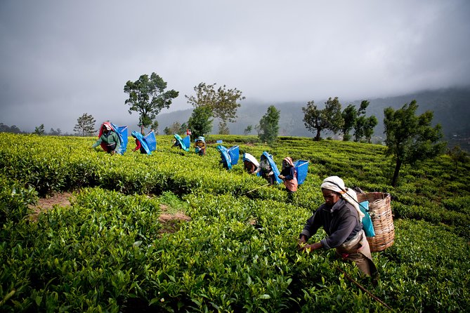 Day Tour to Nuwareeliya (Little England) From Kandy - Pricing and Inclusions