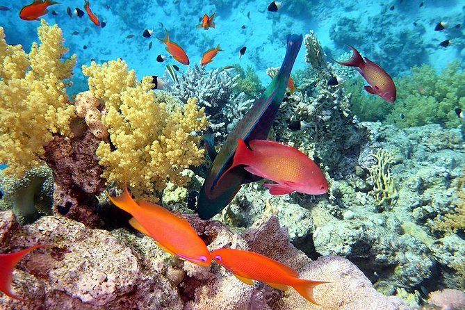 Day Tour to Red Sea Ain EL Sokhna From Cairo - Experience at Ain El Sokhna