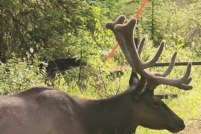 Day Tours in Banff National Park - Value for Money and Overall Impression