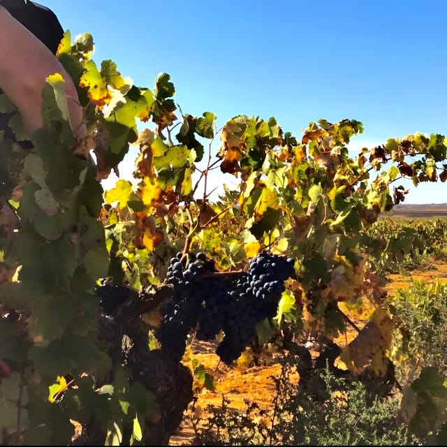 Day Trip and Discover the Heart of Alicante’s Wine Country! - Wine and Culinary Experience