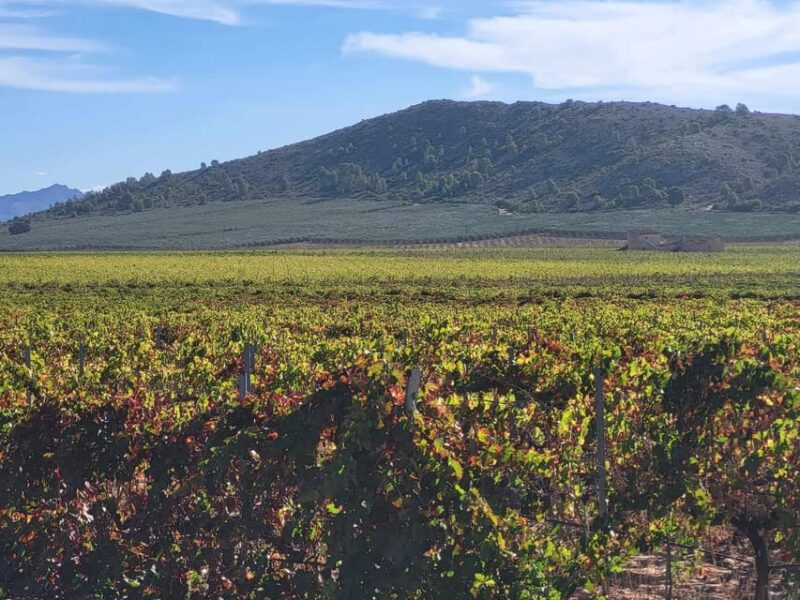 Day Trip and Discover the Heart of Alicante’s Wine Country! - Cultural Immersion
