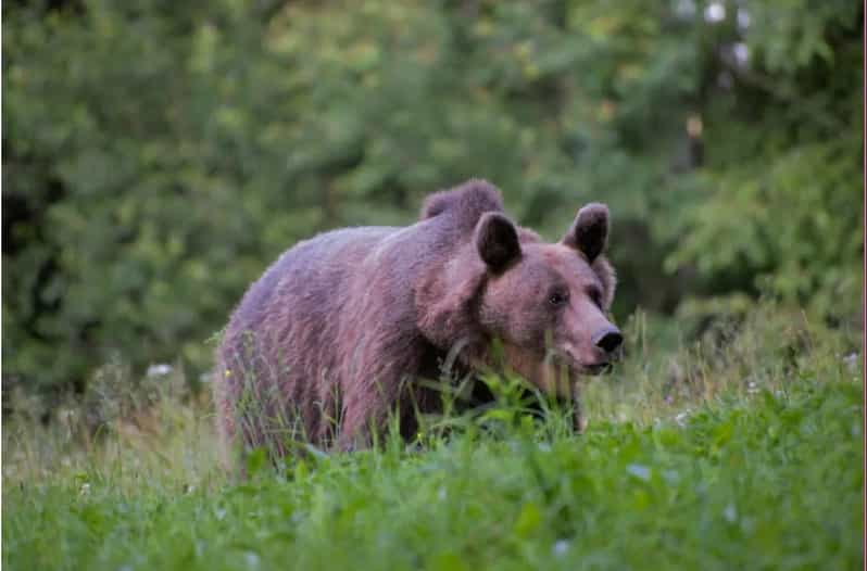 Day Trip & Bear Watching in the Land of Volcanoes - Good To Know