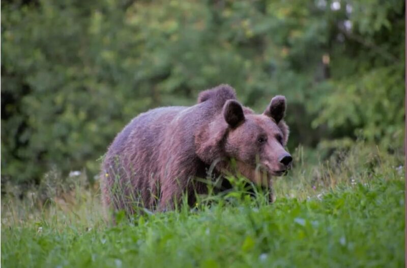 Day Trip & Bear Watching in the Land of Volcanoes - Itinerary and Activities