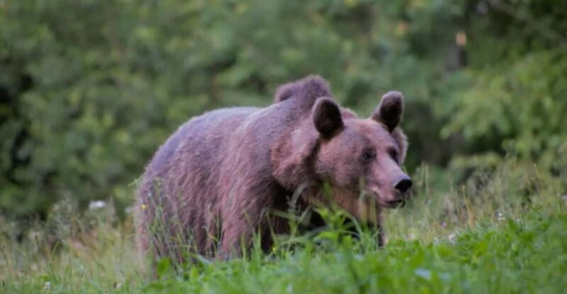 Day Trip & Bear Watching in the Land of Volcanoes - Experience Details