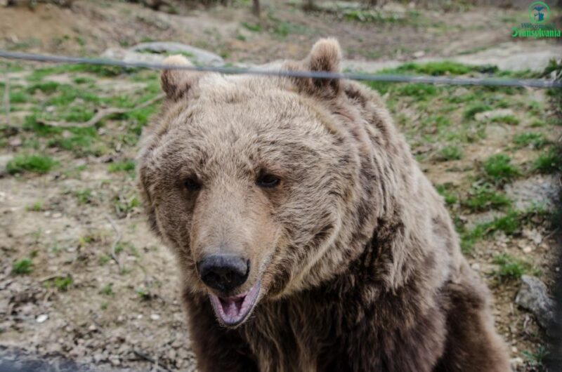 Day Trip Bran Castle, Rasnov Fortress and Bear Sanctuary - Itinerary Highlights