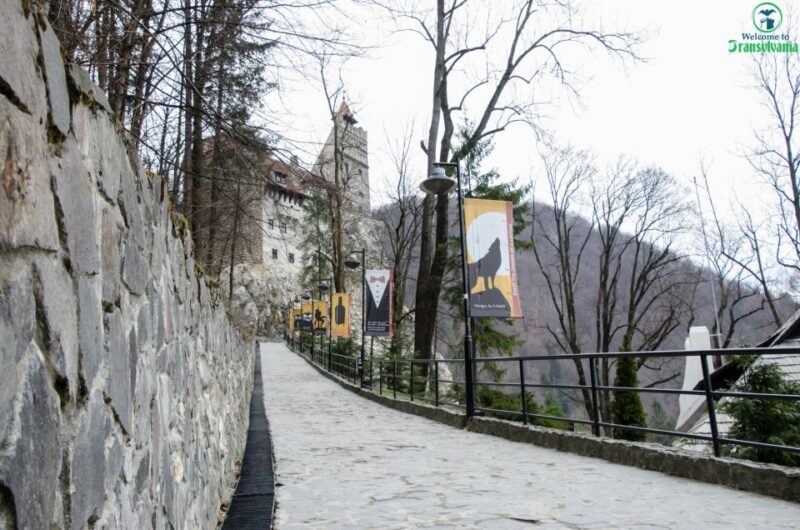 Day Trip Bran Castle, Rasnov Fortress and Bear Sanctuary - LiBEARty Bear Sanctuary
