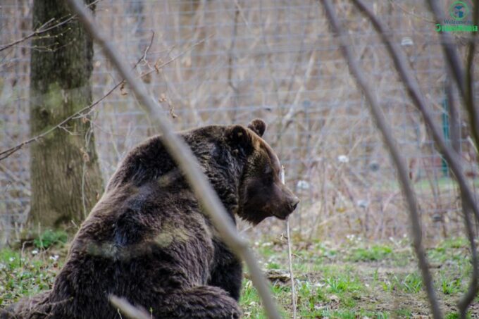 Day Trip Bran Castle, Rasnov Fortress and Bear Sanctuary - Inclusions and Exclusions