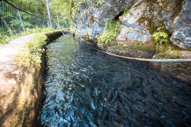 Day Trip From Belgrade: Gems of Eastern Serbia - Krupaj Spring